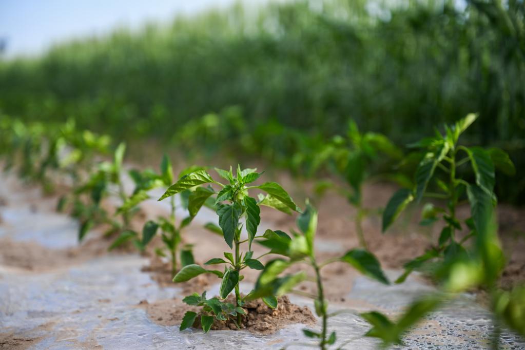 339d711754677525c4118628f6532e8d_1129683008_16863176946001n.jpg 339d711754677525c4118628f6532e8d_1129683008_16863176946001n.jpg